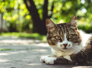 Lets Prevent (F.I.P) Feline Infectious Peritonitis from killing