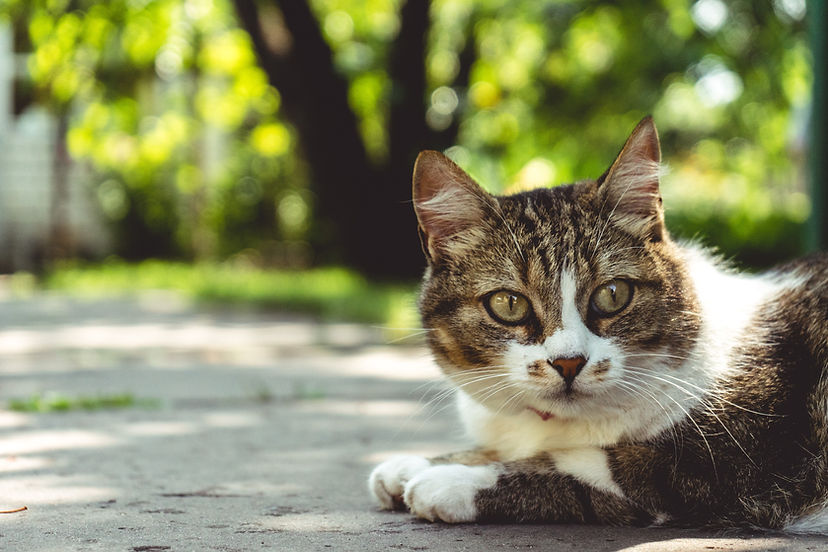 猫のポートレート