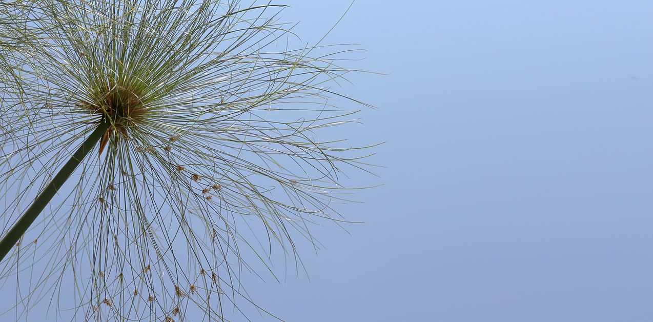 Wild Plant