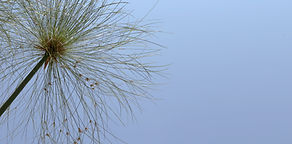 Wild Plant