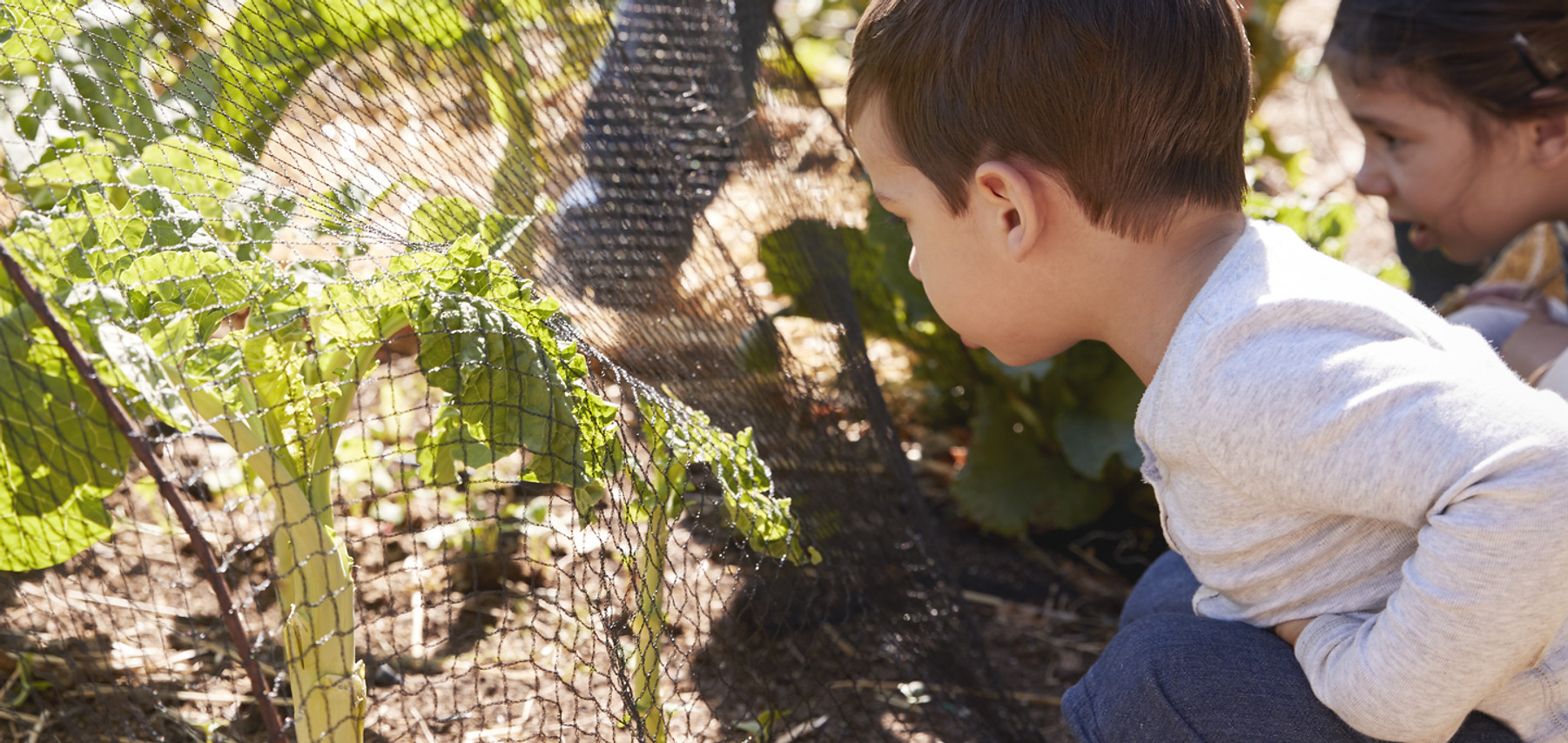 Looking at Crops