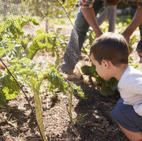 De la curiosidad a la investigación: el valor de la pregunta en la educación