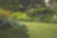 Lush Garden Landscape