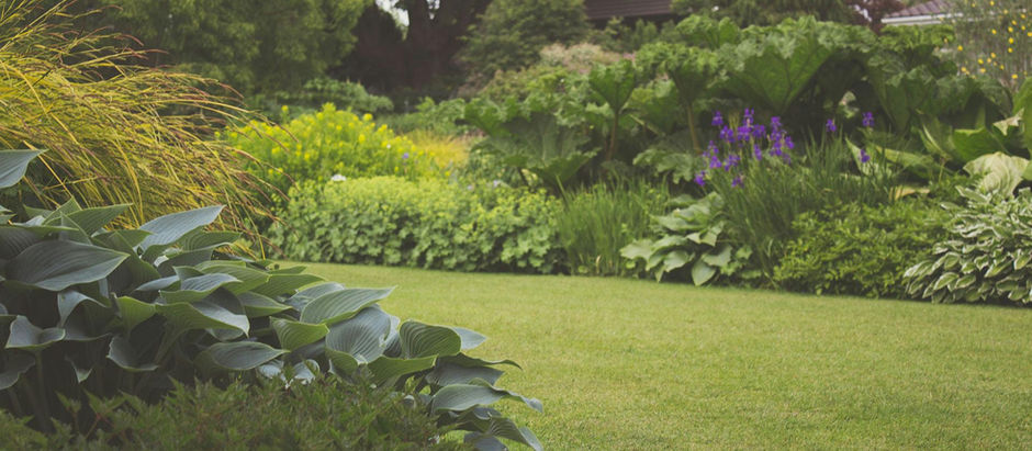 Roll Back Your Turf: How to Transform Your Lawn Into a Thriving Native Habitat