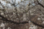 Blossoming Tree Branches