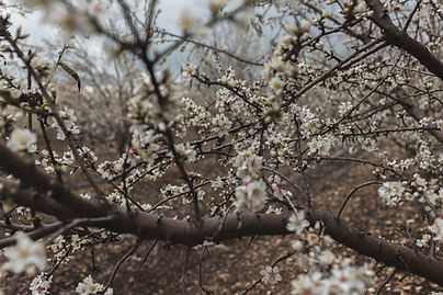 Blossoming Tree Branches