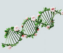 Floral DNA Structure