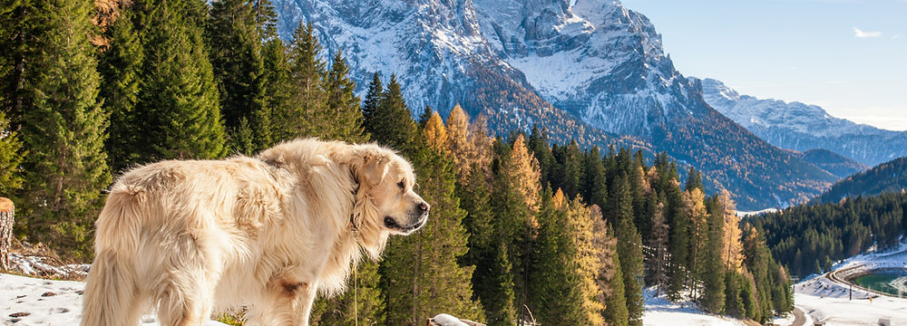 Perro San Bernardo extragrande en la montaña con nieve
