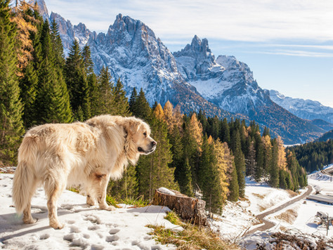 hund-auf-einer-wanderung