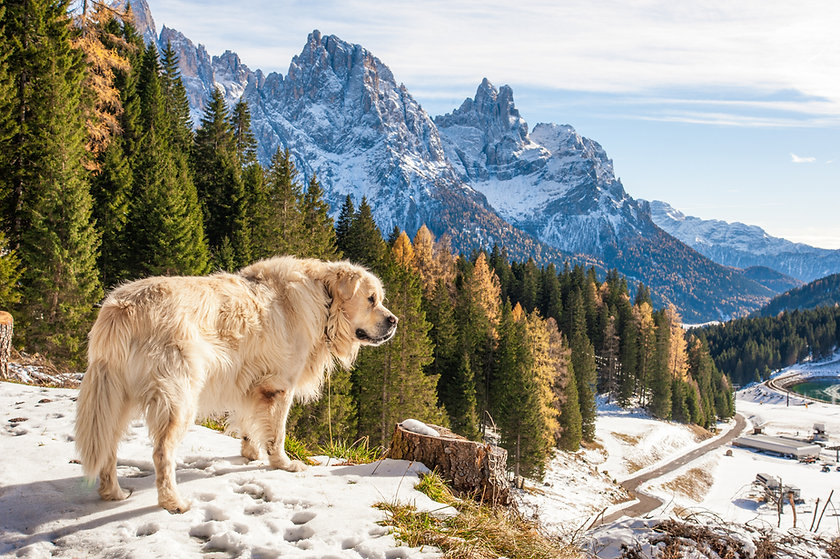 Dog on a hike