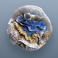 Beautiful Coral