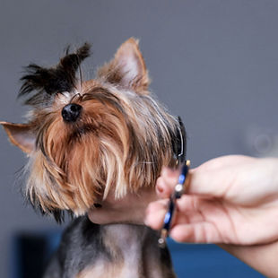 Dog Being Groomed