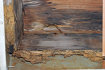 Wood part of roof (fascia) damaged by termites