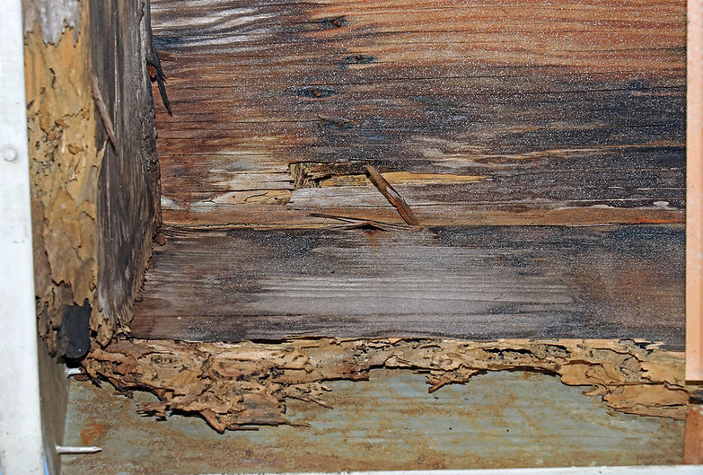 Close-up of wooden surface showing visible damage and holes caused by termites