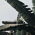 Banana Tree Leaves