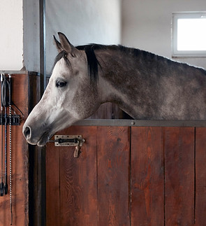 Horse In Stable