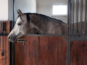 Equine Science Sundays: Hay Neigh-bour!