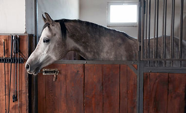 Horse In Stable