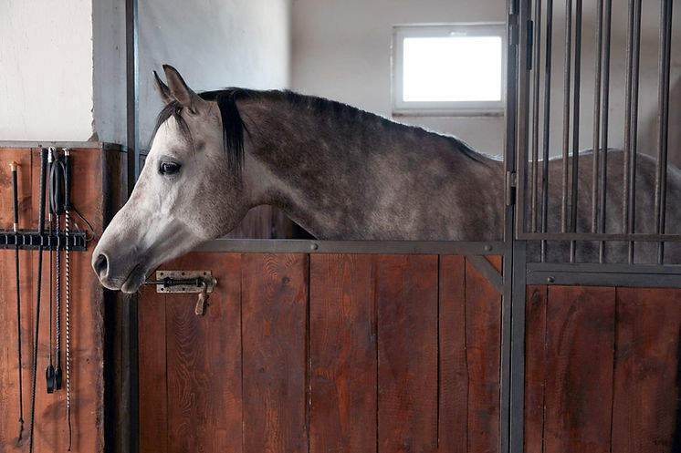 Horse in Stable
