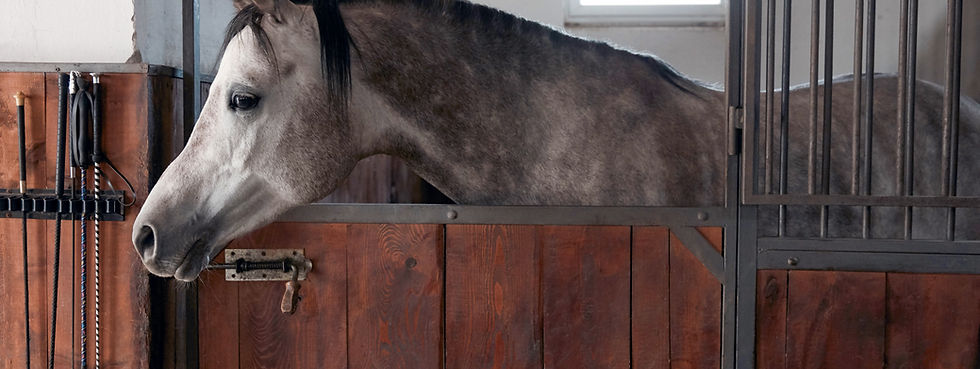 Communication et soins dispensés à un cheval souffrant de dermite et d'ulcères gastriques