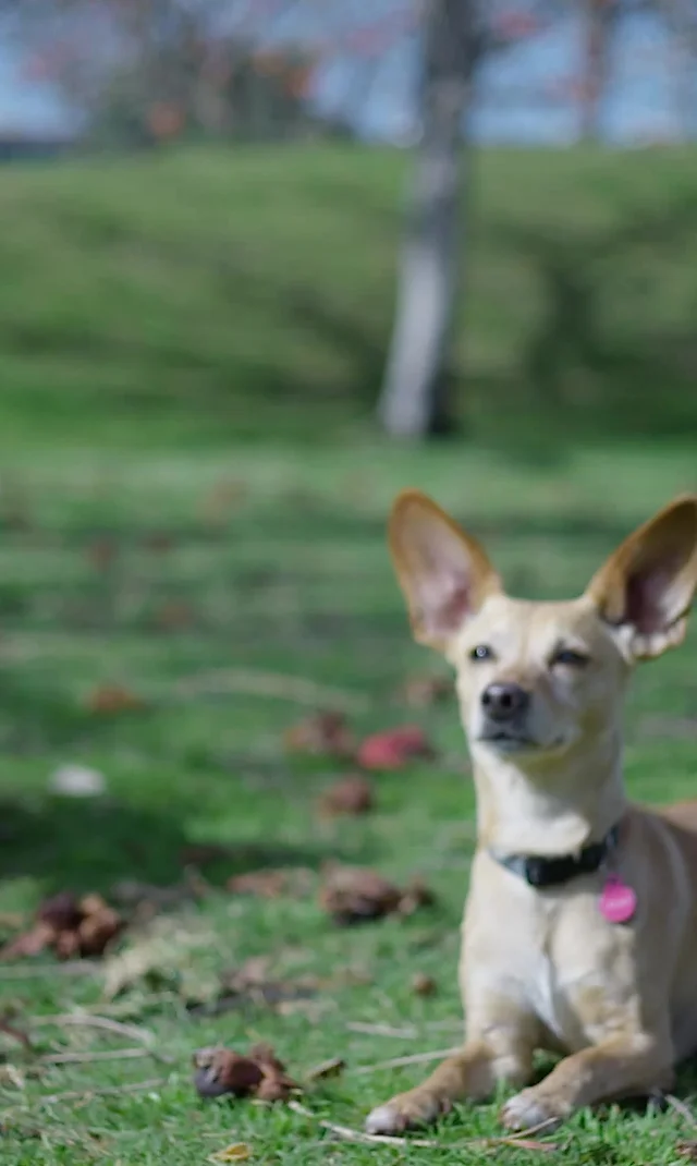 great off leash dog training