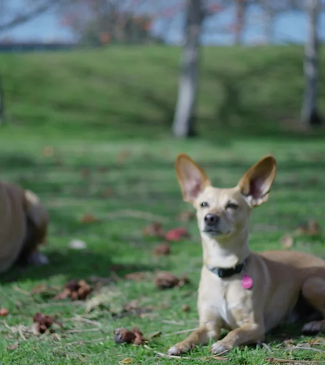 flyball dog training near me