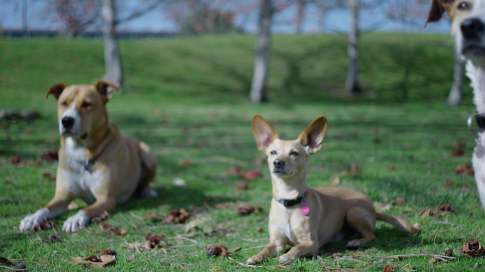 Paws Crossed Animal Rescue, Elmsford NY