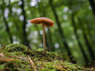 Discovering Fungi after Rain
