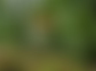 Microdosing Mushrooms for Enhanced Mindfulness & Emotional Wellness