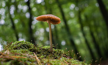Mushroom