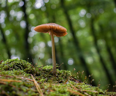 Mushroom