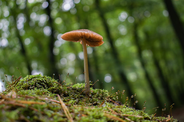 Hongo en el bosque
