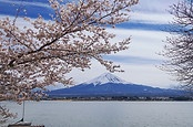 春の桜と富士山