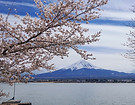 春の桜と富士山