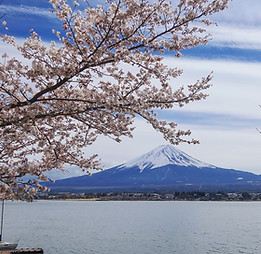 春の桜と富士山