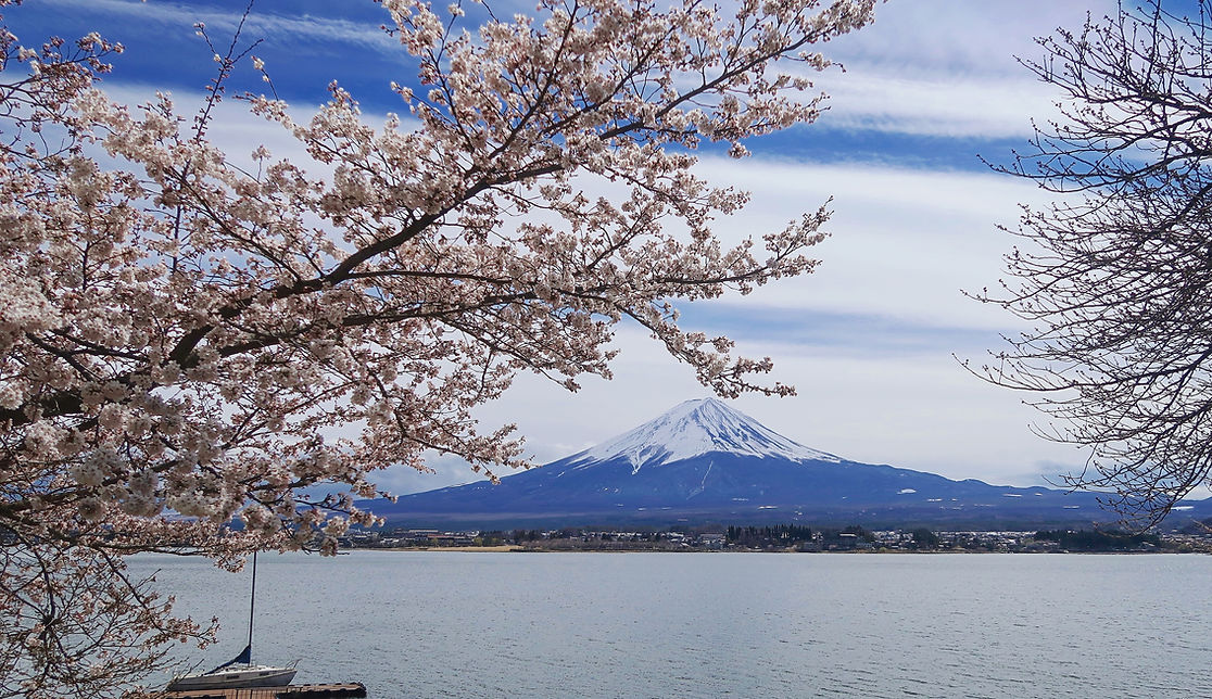 春の桜と富士山