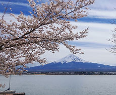 春の桜と富士山