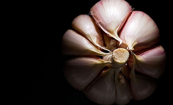 Garlic