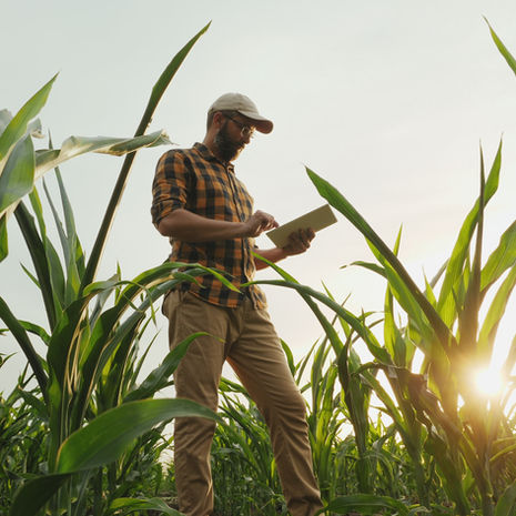 Recuperação Judicial do produtor rural