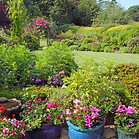 A garden bathed in morning summer sunshine, plants in patio pots