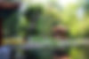 Garden Pagoda