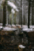 Forêt en hiver