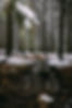 Winter forest