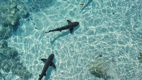 איך גולשים באמת משתמשים באתר, ומה זה אומר על העיצוב, התוכן והמבנה