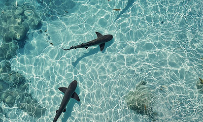 Sharks In Clear Water