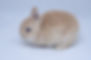 Baby Bunny