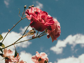 Featured Writer - Brady Mondry 