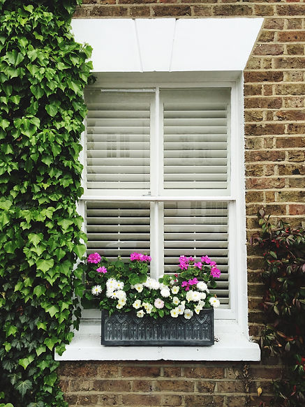 White window shutters seen from outside with green climbing ivy and pink flowers