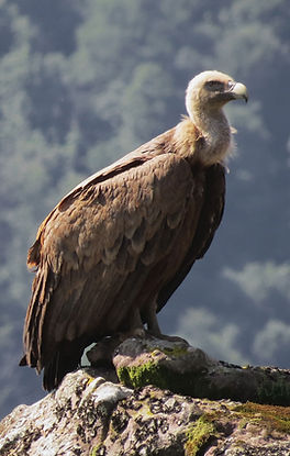 Vautour