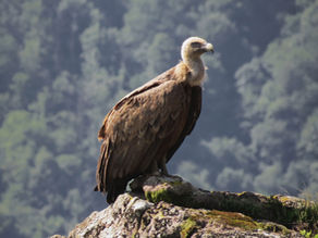 From Analyzing to Listening: Birds as the nervous system of the forest